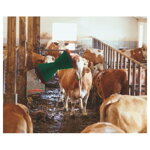 Elektrické drbadlo pre dobytok CowCleaner